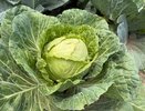 Почему опытные дачники режут капустные листья в сентябре, а новички боятся: тайна, которая кардинально решает судьбу урожая