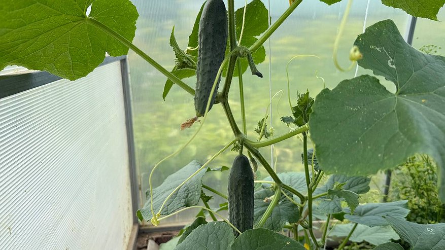 Главная картинка новости: Хотите богатый урожай огурцов на следующий год? Тогда запомните такие действий раз и навсегда - осенью нужно обязательно