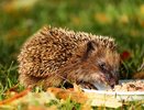 Почему ёж на участке – это сигнал бедствия. Его сразу надо гнать или поить молоком, если не уходит