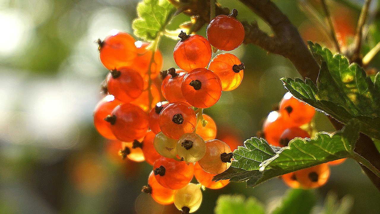 Главная картинка новости: Обрабатываю в сентябре кусты смородины этим порошком. Не верила, но ягоды стали крупнее в два раза