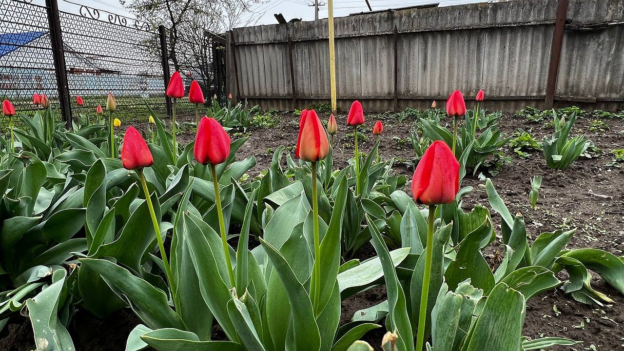 Главная картинка новости: К концу сезона понял - лучше бы не сажал: рассказываю про самые неудачные цветы в саду за это лето - на следующий год не совершу таких ошибок