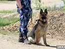 Четвероногий новобранец: служебная собака из Перми начала службу на Урале