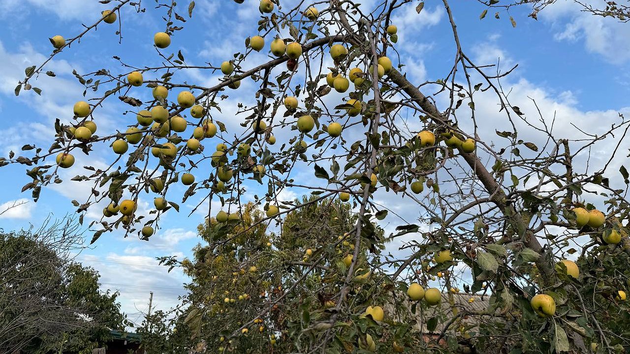Главная картинка новости: Дачники, 2 действия с яблоней в октябре - срочно:  плодов в новом сезоне будет как звёзд в небе