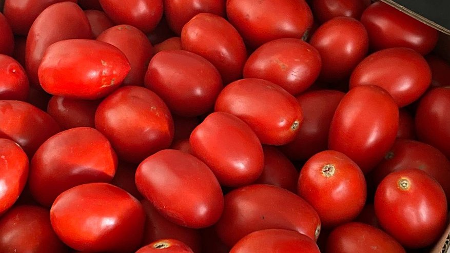 Главная картинка новости: Опасные овощи из Узбекистана: в Екатеринбурге уничтожили 4,8 тонны зараженных томатов и перца