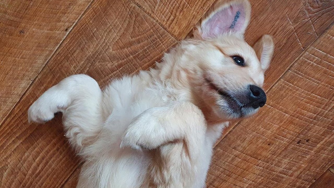 Главная картинка новости: Бесплатная лекция в Екатеринбурге: как воспитать послушную собаку и рассчитать бюджет на питомца