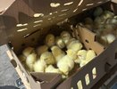84 тысячи пушистых «пассажиров»: из Екатеринбурга на Сахалин отправили уникальный груз — суточных цыплят