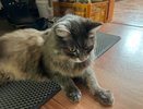 Секрет раскрыт: вот настоящая причина, почему ваш кот охотится на ваши ноги