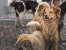 Решение проблемы бездомных животных в Екатеринбурге: куда обращаться в 2025 году
