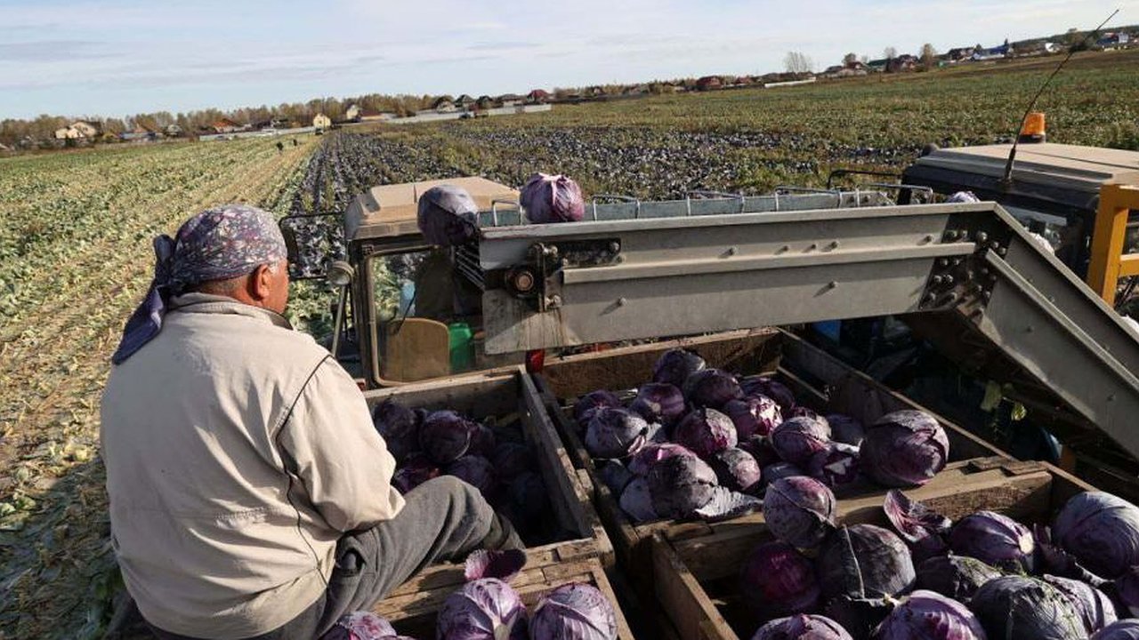 Главная картинка новости: Что происходит с уральскими полями: где и когда можно будет купить свежие овощи по ценам производителей