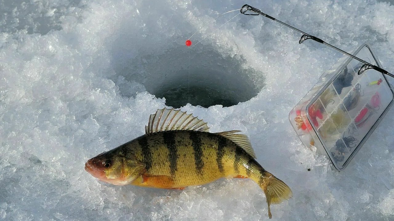 Главная картинка новости: Ноябрь на Урале: Три рыбы, которые ждут первого льда