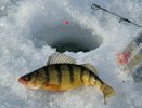 Ноябрь на Урале: Три рыбы, которые ждут первого льда