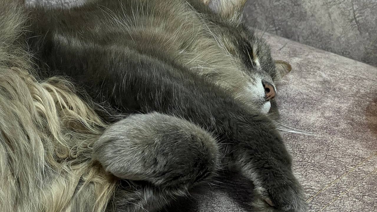 Главная картинка новости: В России могут ввести обязательную регистрацию домашних кошек и собак - будем платить