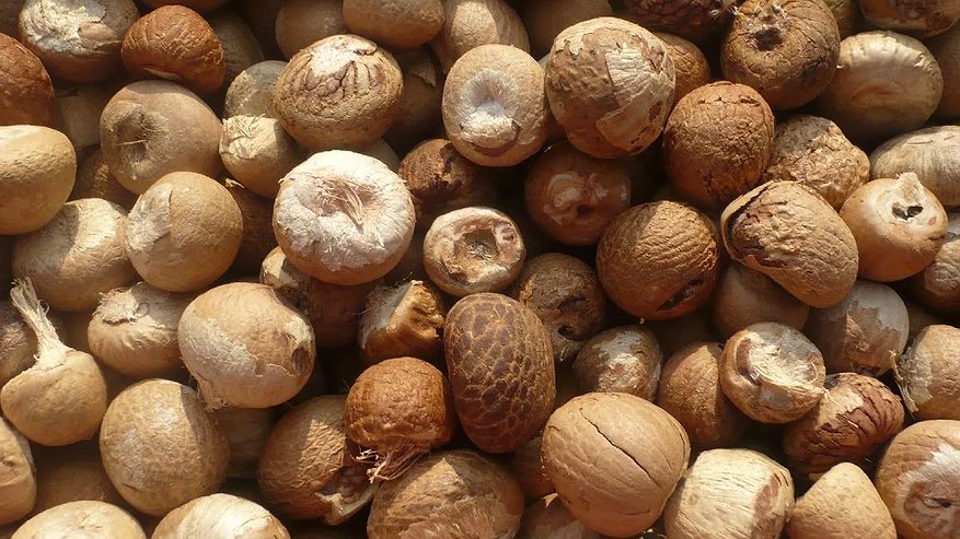 Главная картинка новости: Роспотребнадзор взял на контроль продажу опасного «ореха-наркотика» подросткам через интернет