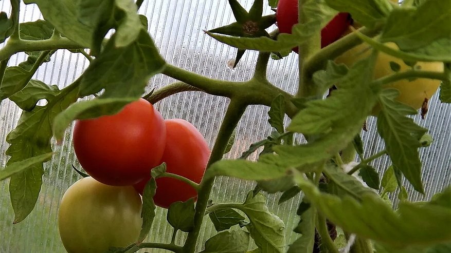 Главная картинка новости: Эта копеечная подкормка из аптеки делает рассаду томатов мощной и зеленой