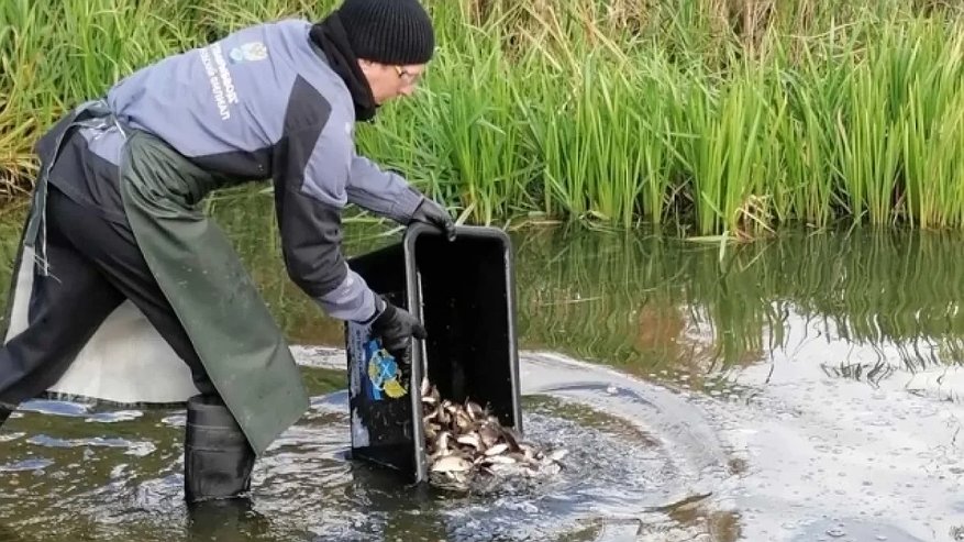 Главная картинка новости: Водоемы Свердловской области пополнили молодью сазана