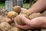 Миниатюра новости: Дают по два ведра с куста: лучшие сорта картошки для пюре, жарки и хранения