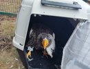 Краснокнижного белоплечего орлана доставили в Свердловскую область из Магадана