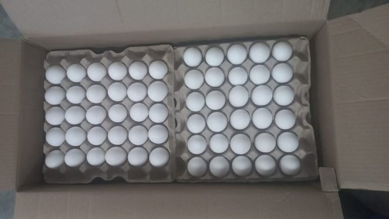 Главная картинка новости: Россельхознадзор проконтролировал отправку свердловского племенного яйца в арабскую республику