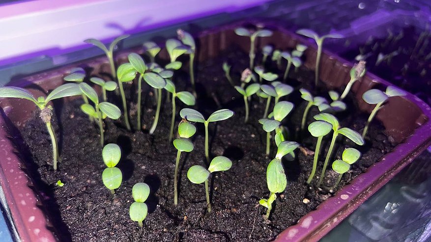 Главная картинка новости: Не совершите эти ошибки: что категорически нельзя сажать в ноябре