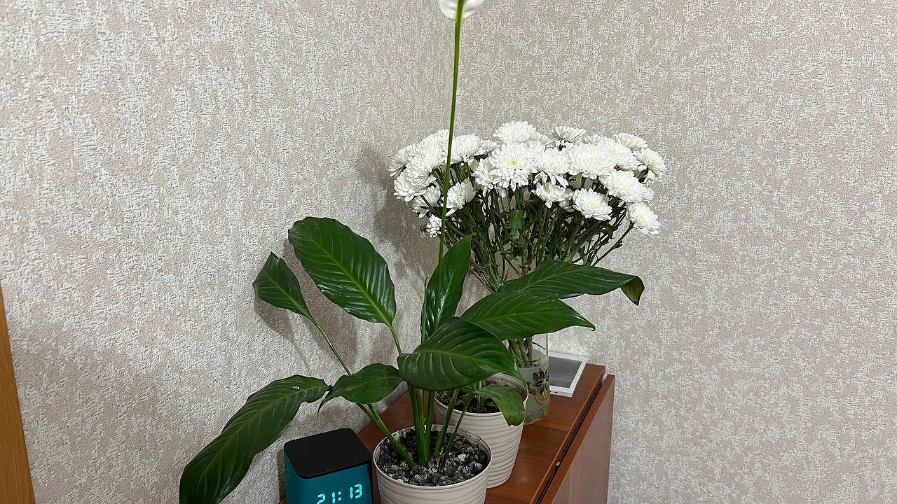 Главная картинка новости: Эти комнатные цветы в доме нельзя держать, притягивают неудачу и бедность