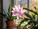 Бросьте 1 таблетку в горшок — и декабрист осыпет цветами до мая: ноябрьский секрет опытных цветоводов