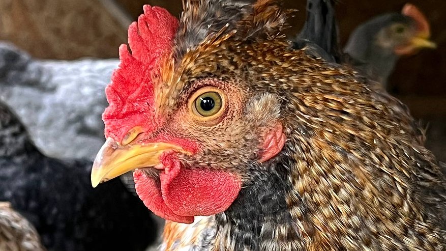 Главная картинка новости: Вши с кур сбегут без оглядки: кладем 3 веточки в курятник — и перо останется целым