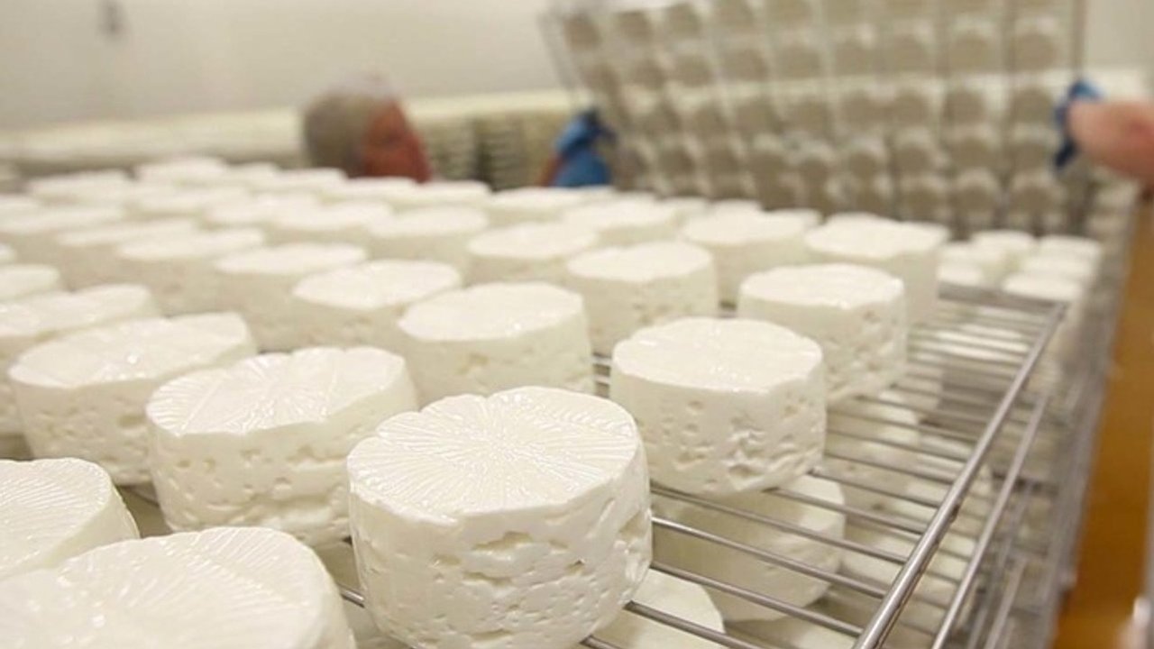 Главная картинка новости: На уральской сыроварне нашли плесень и нарушения: производство остановлено