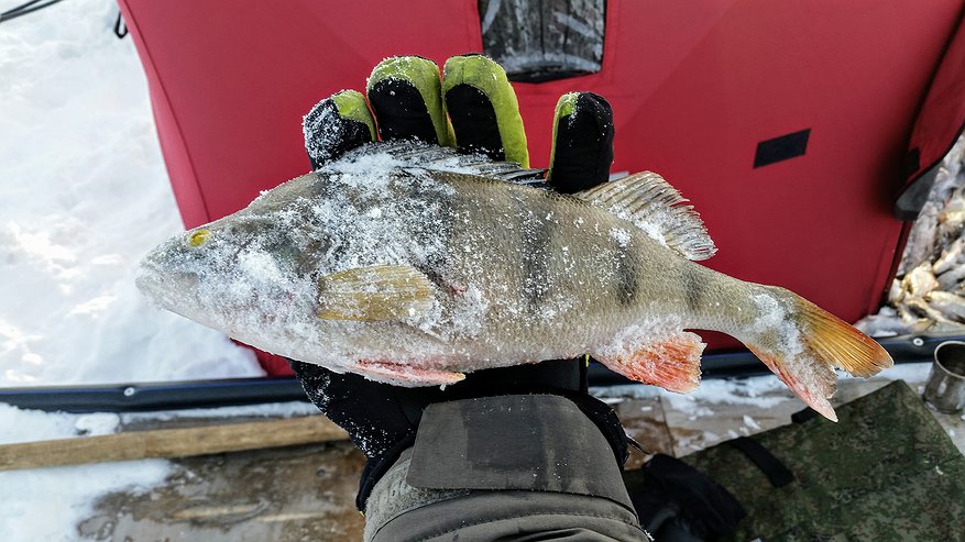 Главная картинка новости: Куда поехать на рыбалку: лучшие водоемы Свердловской области для подледного лова