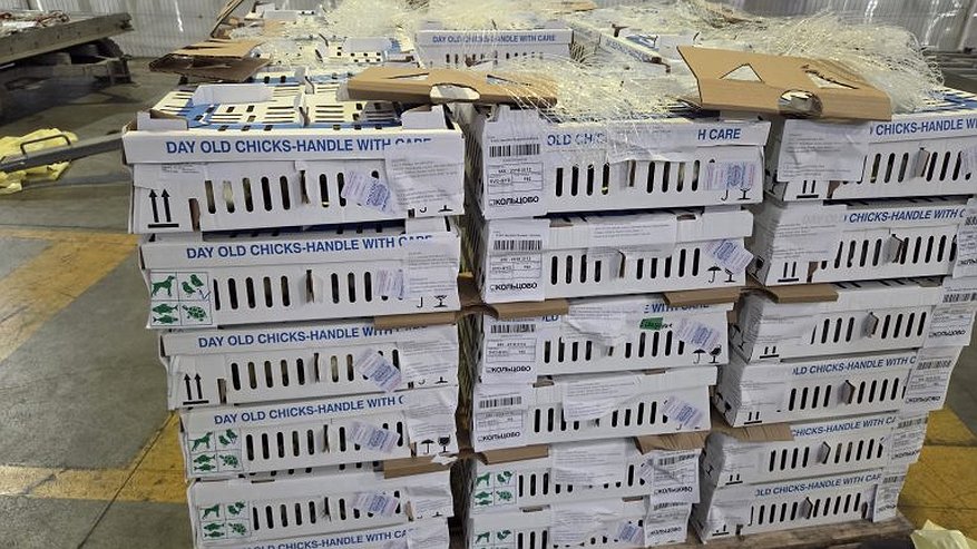 Главная картинка новости: Почти 16 тысяч суточных цыплят вылетели из Екатеринбурга в Баку под контролем Россельхознадзора