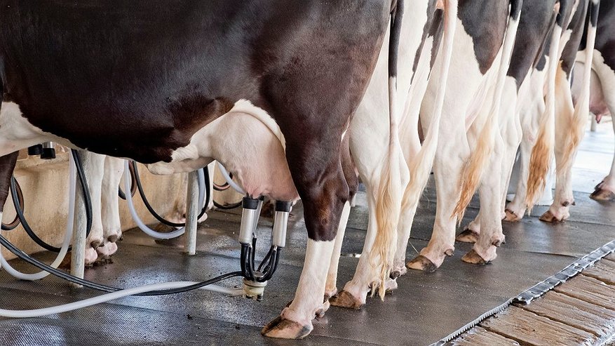 Главная картинка новости: На Урале предложили платить фермерам за каждую тонну молока
