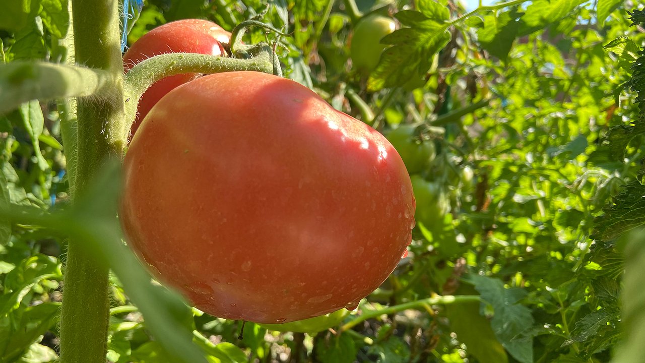 Главная картинка новости: Эти «суперпомидоры» растут сами по себе: плоды весом до 1,5 кг — такие сладкие, что заменят сахар
