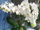 Орхидею-непоседу поливаю не как все – она цветет как одержимая: не мусор, а золотая жила