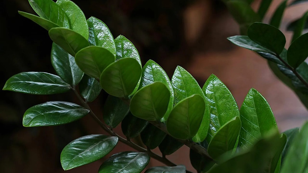 Главная картинка новости: Долларовое дерево, которое растёт само: 7 шагов, после которых замиокулькас становится шикарным