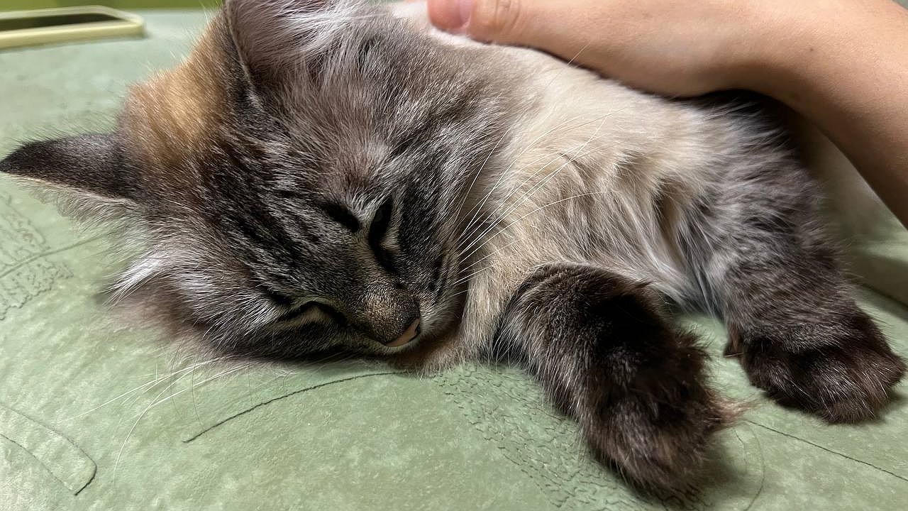 Главная картинка новости: Как понять, что ваша кошка вас не обожает: 5 сигналов, которые мы игнорируем каждый день