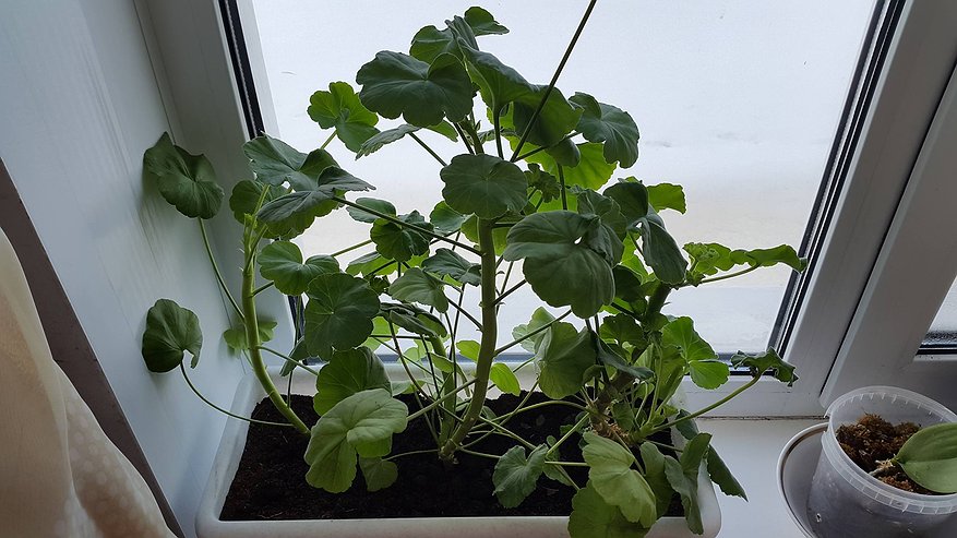 Главная картинка новости: Развожу 1:10 — и для герани в декабре: из «дряхлой и тощей» превратилась в королеву подоконника