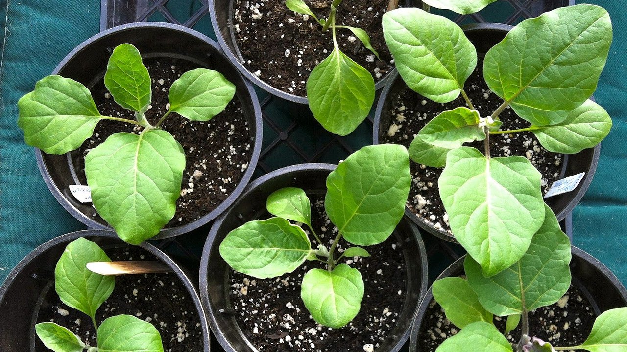 Главная картинка новости: Почему баклажаны цветут, а плодов нет: 3 обязательных условия, без которых не будет урожая