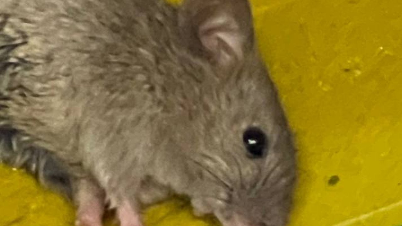 Главная картинка новости: Забудьте о ловушках и ядах: мыши исчезли из моего подвала благодаря пучку этой неприметной травы