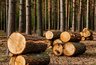 Миниатюра новости: Уральский лес для Афганистана: свердловские предприятия отправили на экспорт почти 700 кубометров пиломатериалов