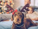 Зоопсихолог предупредила: как создать для собаки безопасную новогоднюю атмосферу