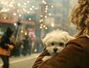 Как успокоить собаку в новогоднюю ночь: инструкция против паники от салютов
