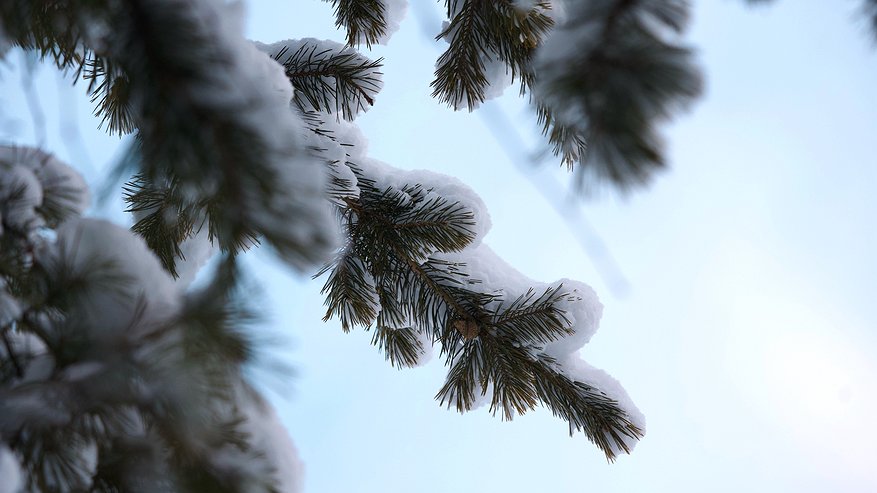 Главная картинка новости: Уральский гидрометцентр предупредил свердловчан о снегопадах с 4 января