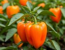 Семена, из-за которых грядки вспыхнут огнём: оранжевые перцы 2026 года удивляют формами и урожайностью