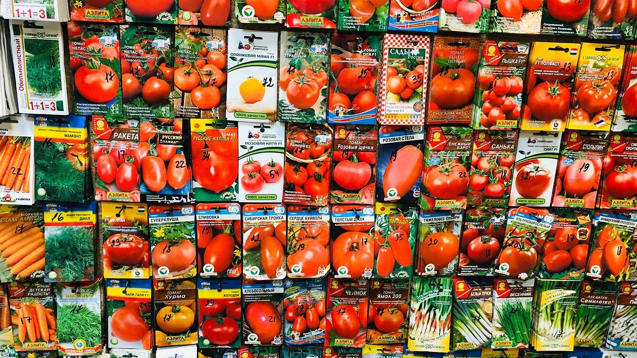 Главная картинка новости: На рынке только разбирают: опытные дачники уже сметают с полок пакеты с этими 6 сортами томатов