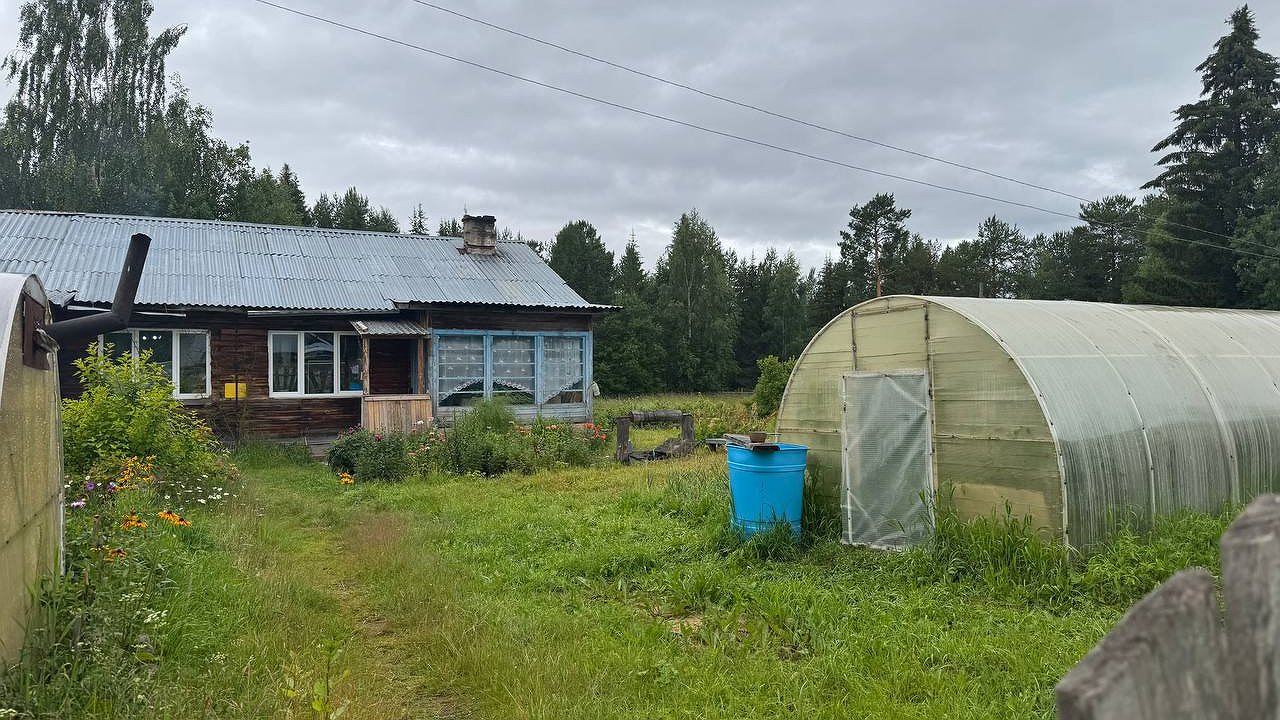 Главная картинка новости: Посадите 1 цветок в теплицу к помидорам - и медведка с нематодой убегут прочь - ненавидят его аромат