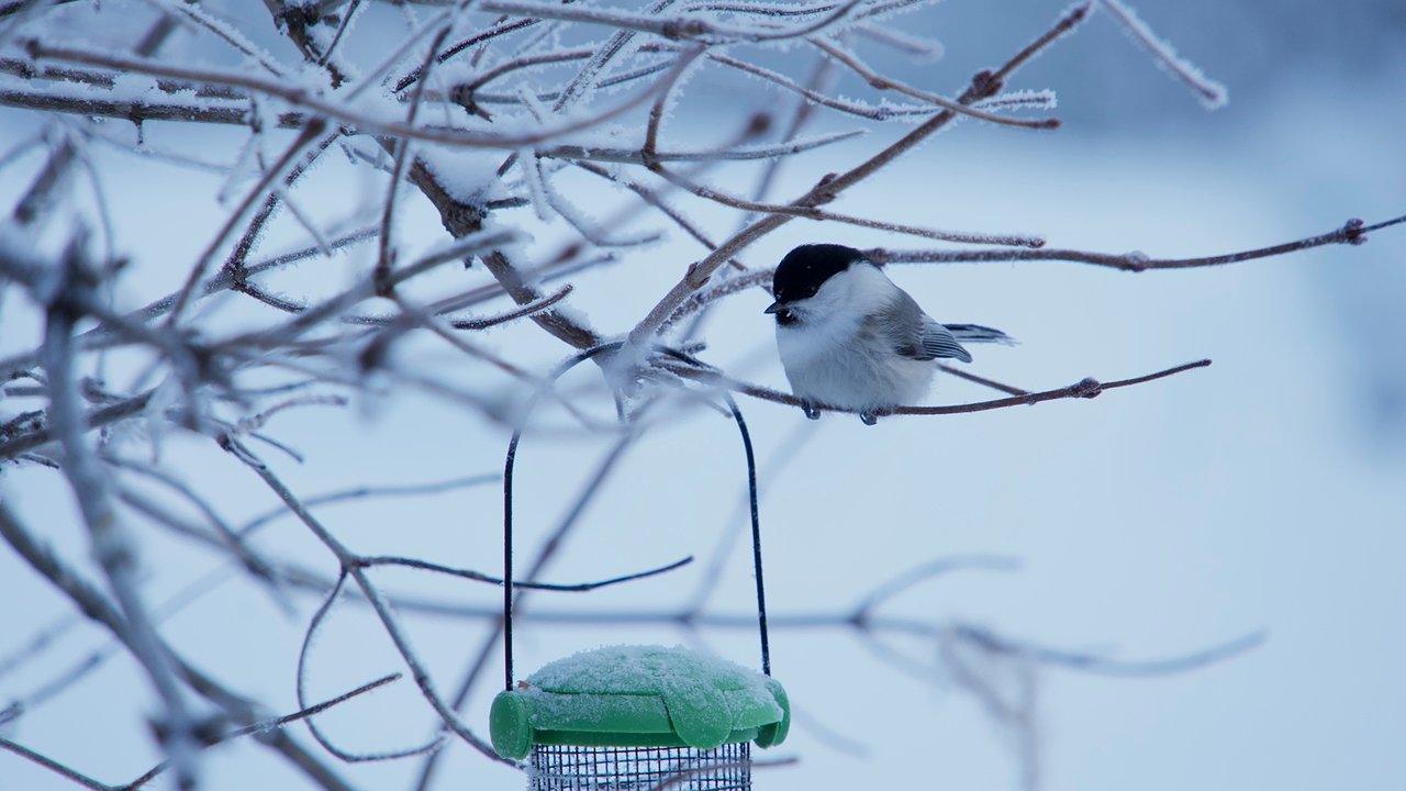 Главная картинка новости: Урал ждет резкое потепление до -6°C в конце января: синоптики анонсировали приход снегопадов