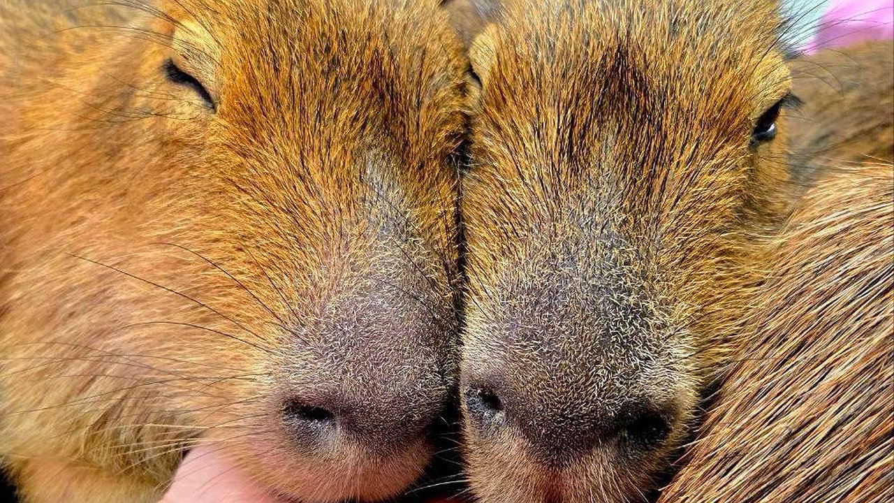 Главная картинка новости: Тренд столиц добрался до Урала: в Екатеринбурге откроют бар с капибарами