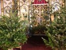 К Рождеству храмы Екатеринбурга украсили более 300 елок, срубленных для защиты леса от пожаров