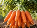 Какая морковь самая сладкая? 5 лучших сортов для сока, пирогов и чтобы дети ели