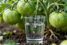 Миниатюра новости: Стакан под корень — и томаты наливаются соком: 5 простых подкормок для огромного урожая