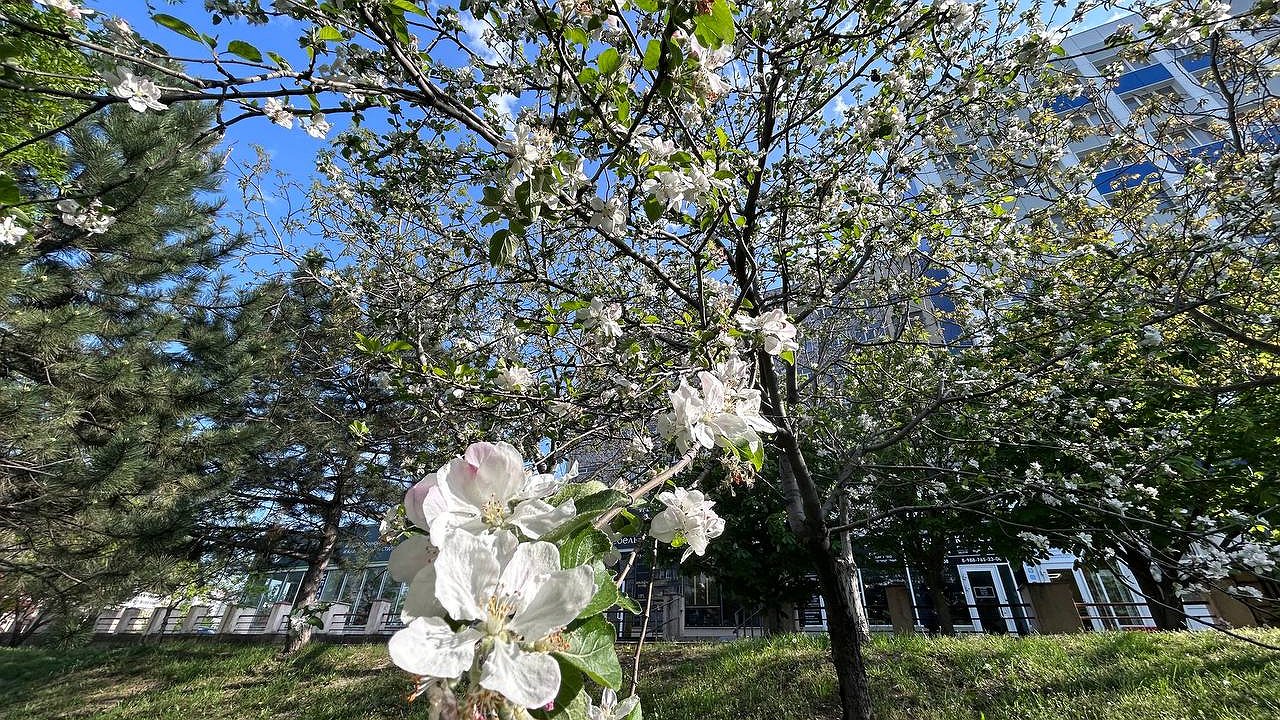 Главная картинка новости: Каким будет лето 2026: синоптики предупредили о резких перепадах и аномалиях